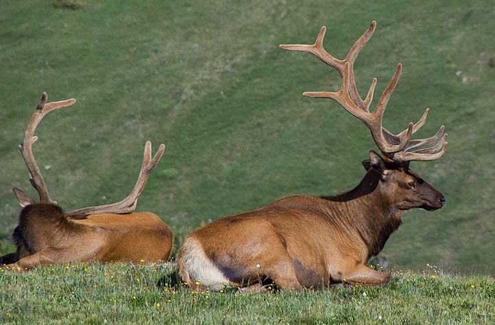 Rocky Mountain elk - Utah State Symbol