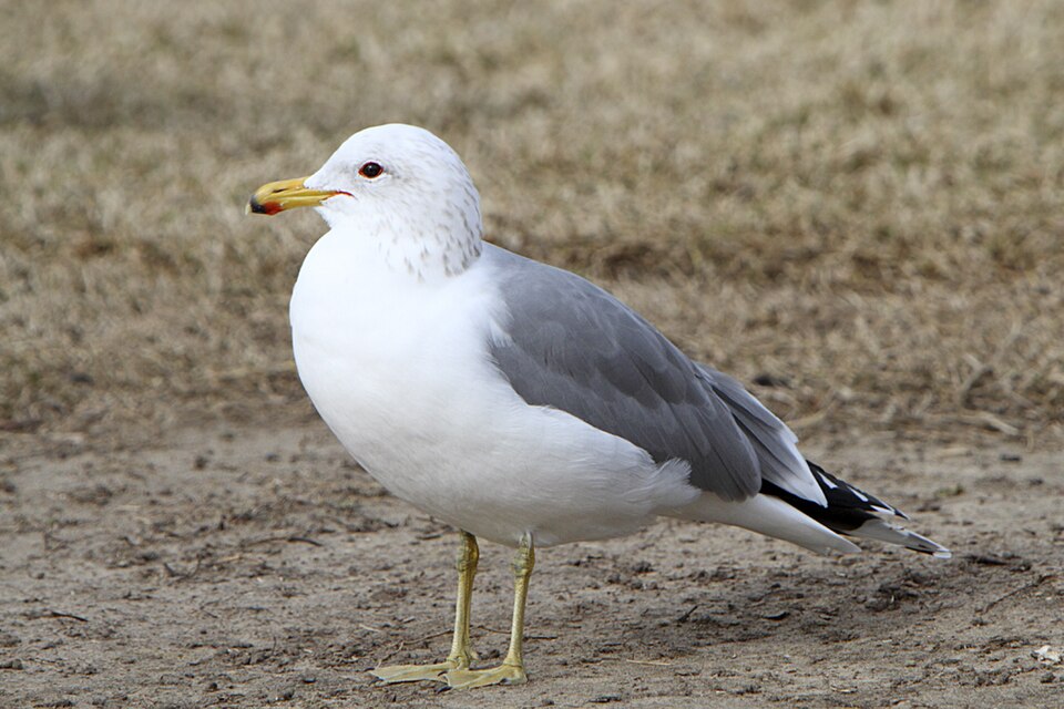 California Gull - Utah State Symbol