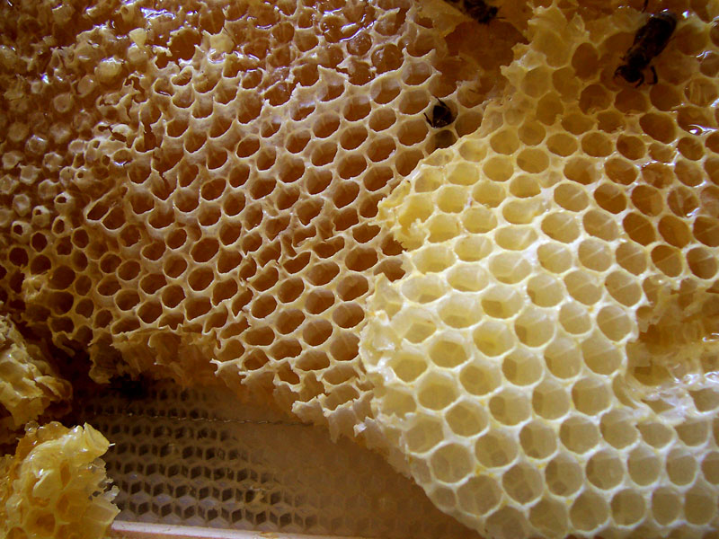 beehive - Utah State Symbol
