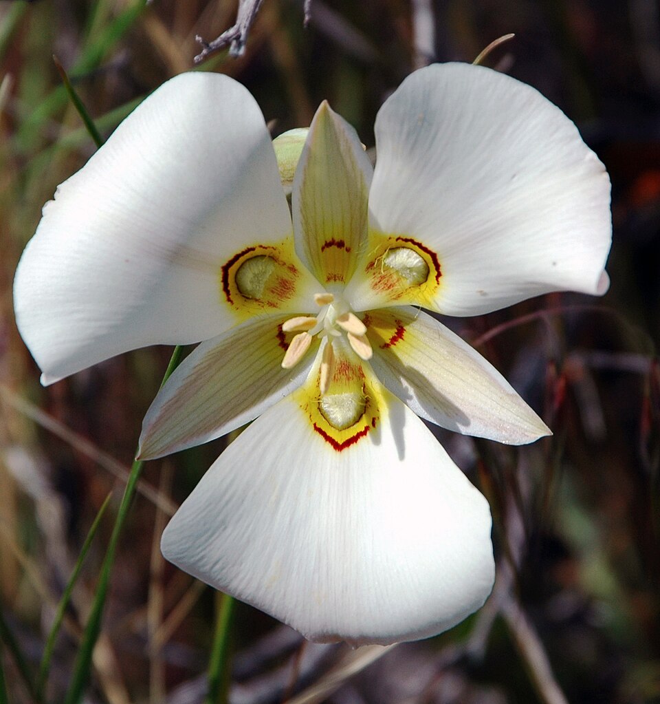 Calochortus nuttallii - Utah State Symbol
