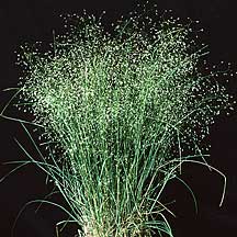 Achnatherum hymenoides - Utah State Symbol