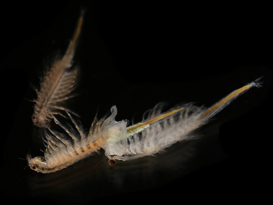 brine shrimp - Utah State Symbol
