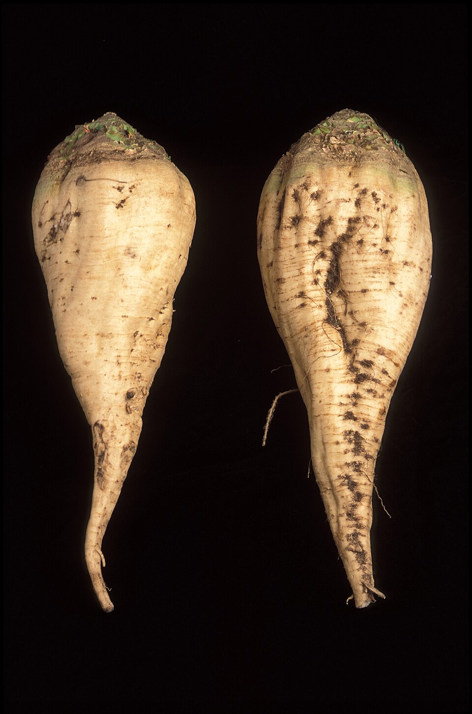 sugar beet - Utah State Symbol
