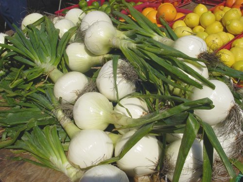 sweet onion - Utah State Symbol