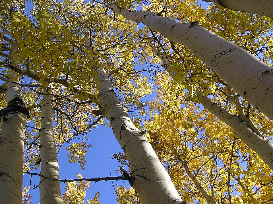 Populus tremuloides - Utah State Symbol