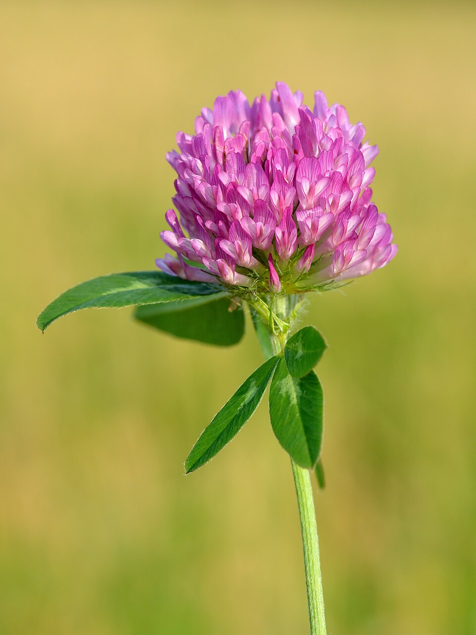 Trifolium pratense - Vermont State Symbol