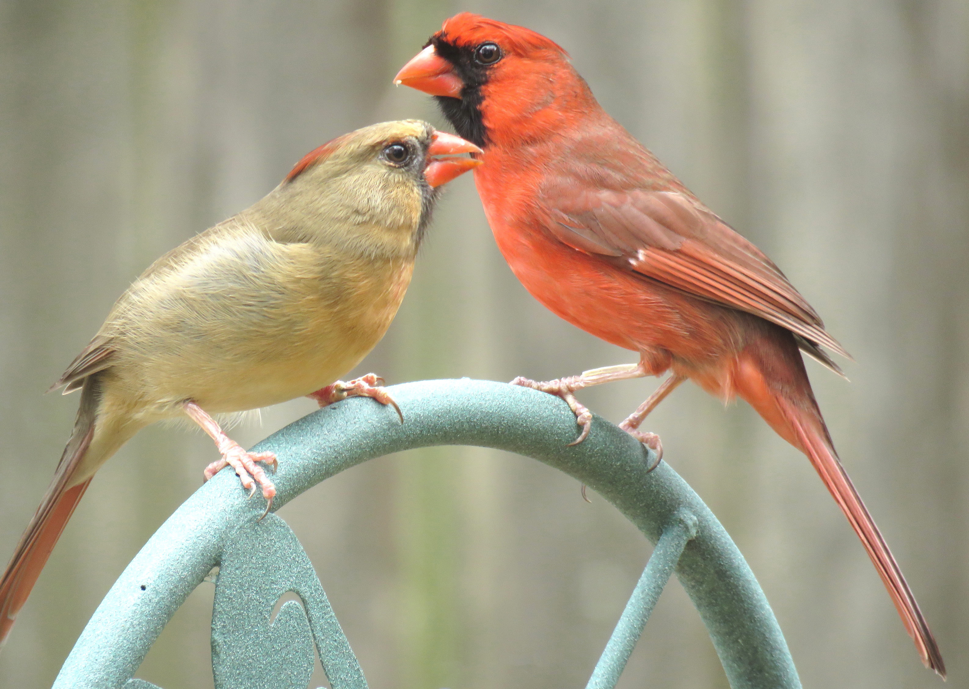 Northern Cardinal