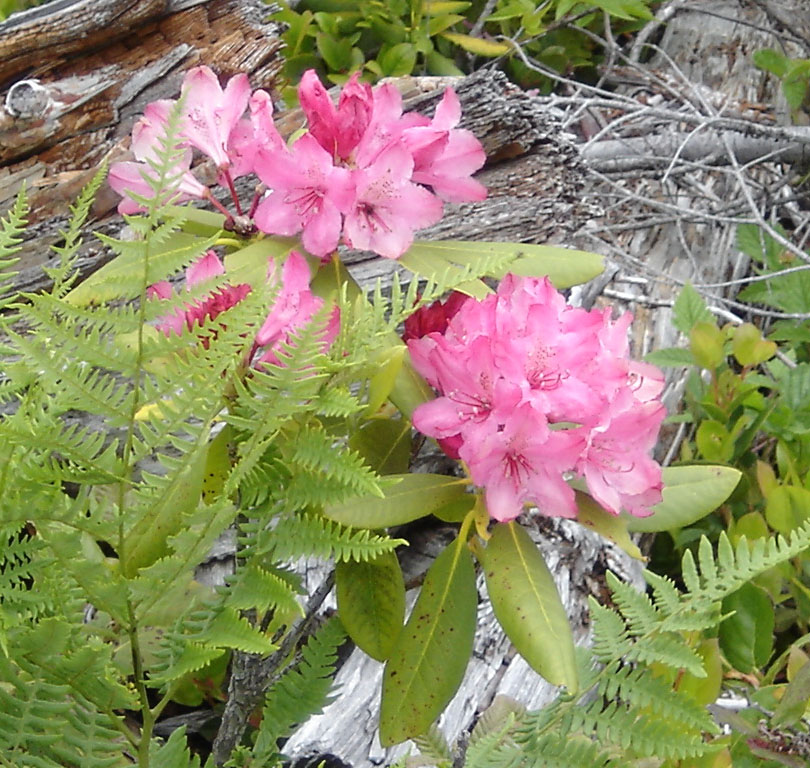 Rhododendron macrophyllum