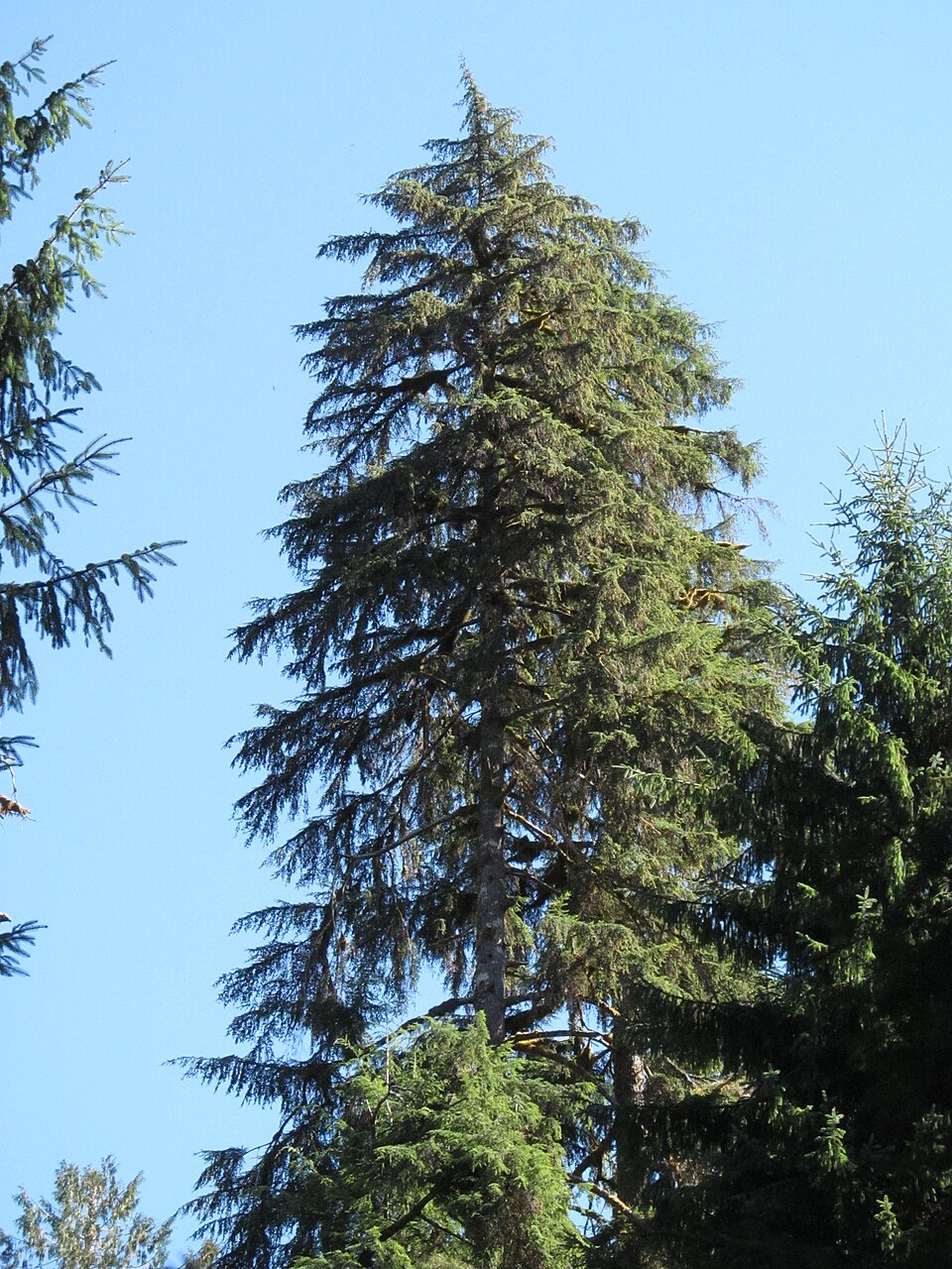 Tsuga heterophylla