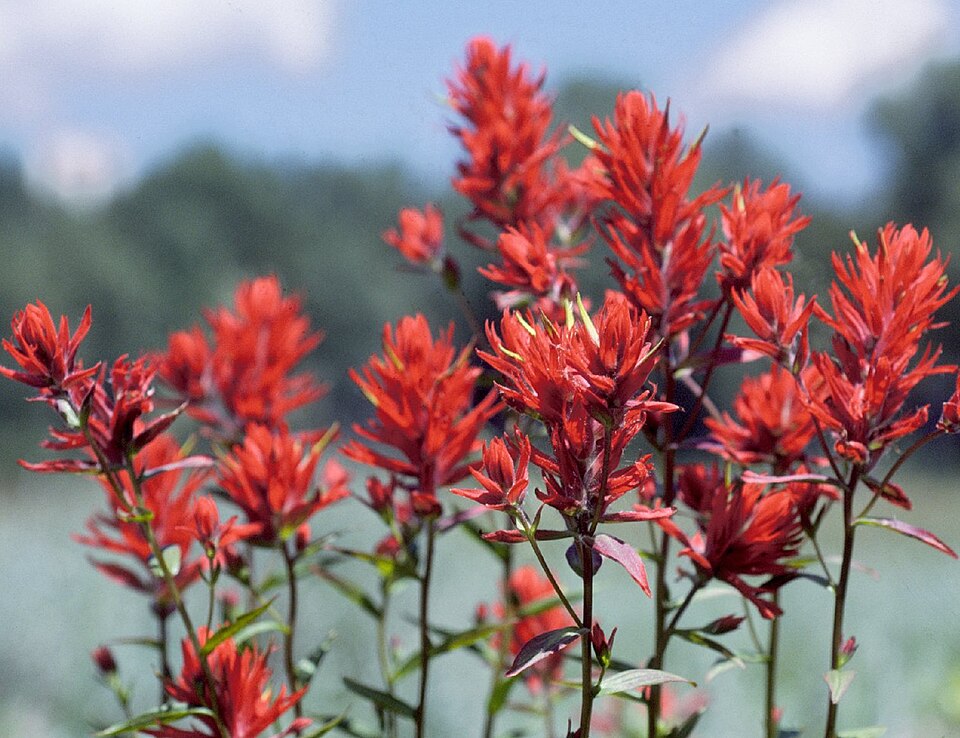 Castilleja linariifolia