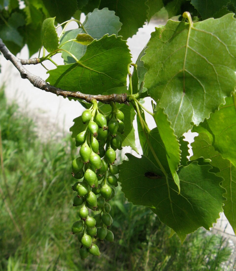 Plains cottonwood